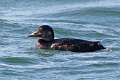 62: Duck - Black Scoter M1 juvenile