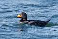 97: Duck - Black Scoter M1