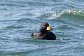 63: Duck - Black Scoter M2