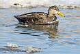 65: Duck - Black-1
