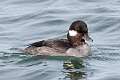 68: Duck - Bufflehead M1 female