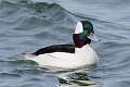 69: Duck - Bufflehead M2 male