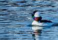 106: Duck - Bufflehead M3