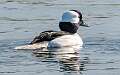 70: Duck - Bufflehead-1