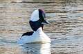 71: Duck - Bufflehead-2