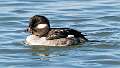 72: Duck - Bufflehead-3