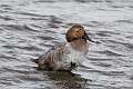 73: Duck - Canvasback M1 female