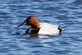 74: Duck - Canvasback M2 male