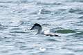 75: Duck - Common Eider M1 male
