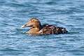 76: Duck - Common Eider M2 female