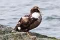 77: Duck - Common Eider M3