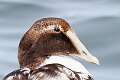 117: Duck - Common Eider M4