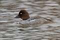78: Duck - Common Goldeneye M1