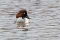 79: Duck - Common Goldeneye M2