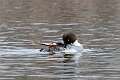 80: Duck - Common Goldeneye M3 female
