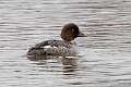 121: Duck - Common Goldeneye M4