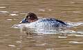 122: Duck - Common Goldeneye M5