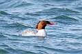 81: Duck - Common Merganser M1 female