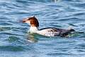 124: Duck - Common Merganser M2 female