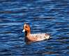 125: Duck - Eurasean Wigeon M1