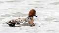 126: Duck - Eurasian Widgeon-1