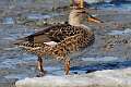 82: Duck - Gadwall M1 female