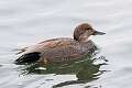 127: Duck - Gadwall M1 male