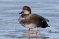 83: Duck - Gadwall M2 Male