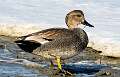 84: Duck - Gadwall-1