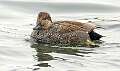 86: Duck - Gadwall-10