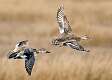 85: Duck - Gadwall-3