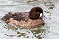 87: Duck - Greater Scaup M1 female