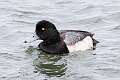 88: Duck - Greater Scaup M2