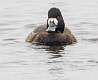 89: Duck - Greater Scaup-1