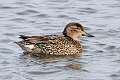 90: Duck - Green-winged Teal M1 female