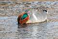91: Duck - Green-winged Teal M2