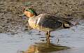 92: Duck - Green-winged Teal-1