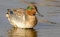 93: Duck - Green-winged Teal-2