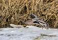 94: Duck - Green-winged Teal-5