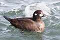 96: Duck - Harlequin M2 female
