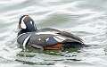 97: Duck - Harlequin-2