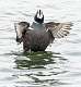 98: Duck - Harlequin-3
