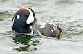99: Duck - Harlequin-6