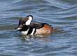 100: Duck - Hooded Merganser M1 male