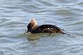 101: Duck - Hooded Merganser M2 female