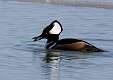 102: Duck - Hooded Merganser M3