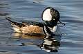 103: Duck - Hooded Merganser-2