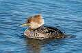 104: Duck - Hooded Merganser-3