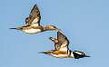 105: Duck - Hooded Merganser-4
