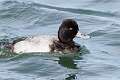 107: Duck - Lesser Scaup M2